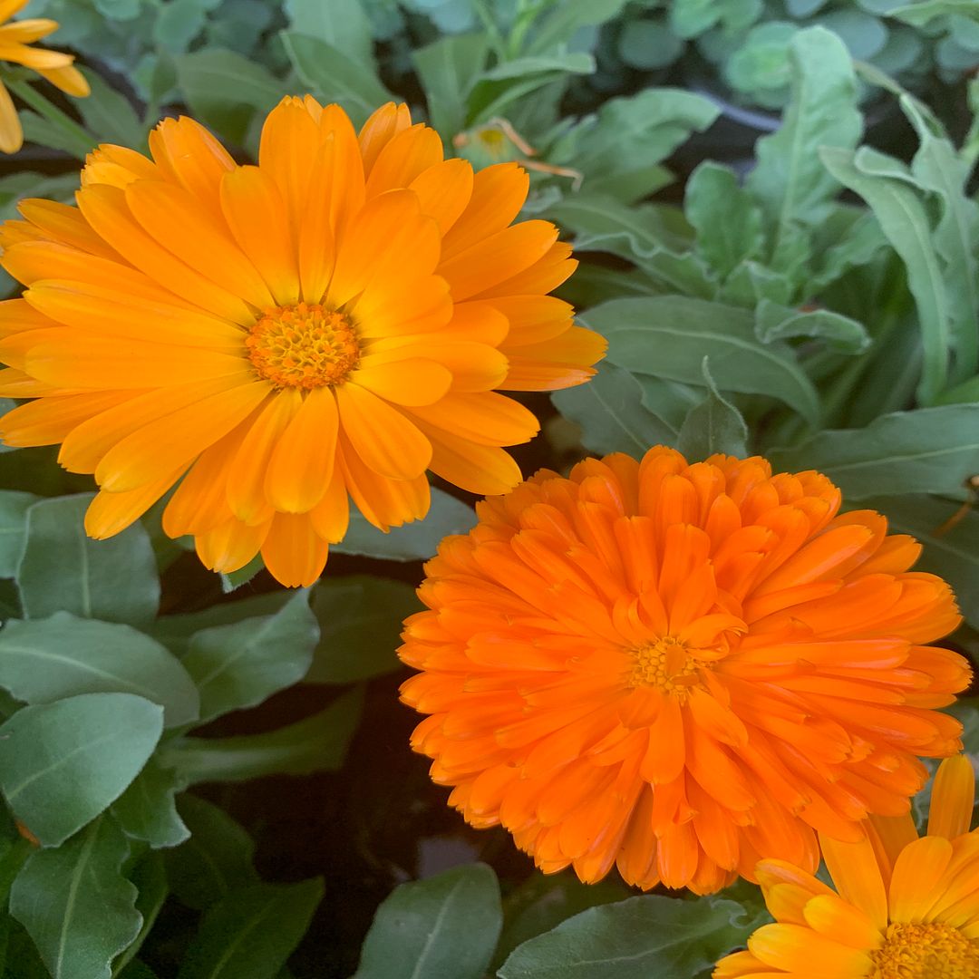 Field marigold