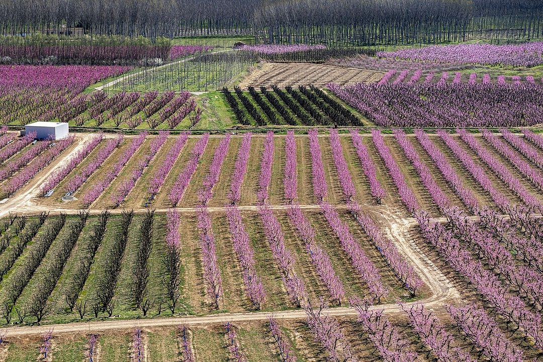 flowers and trees