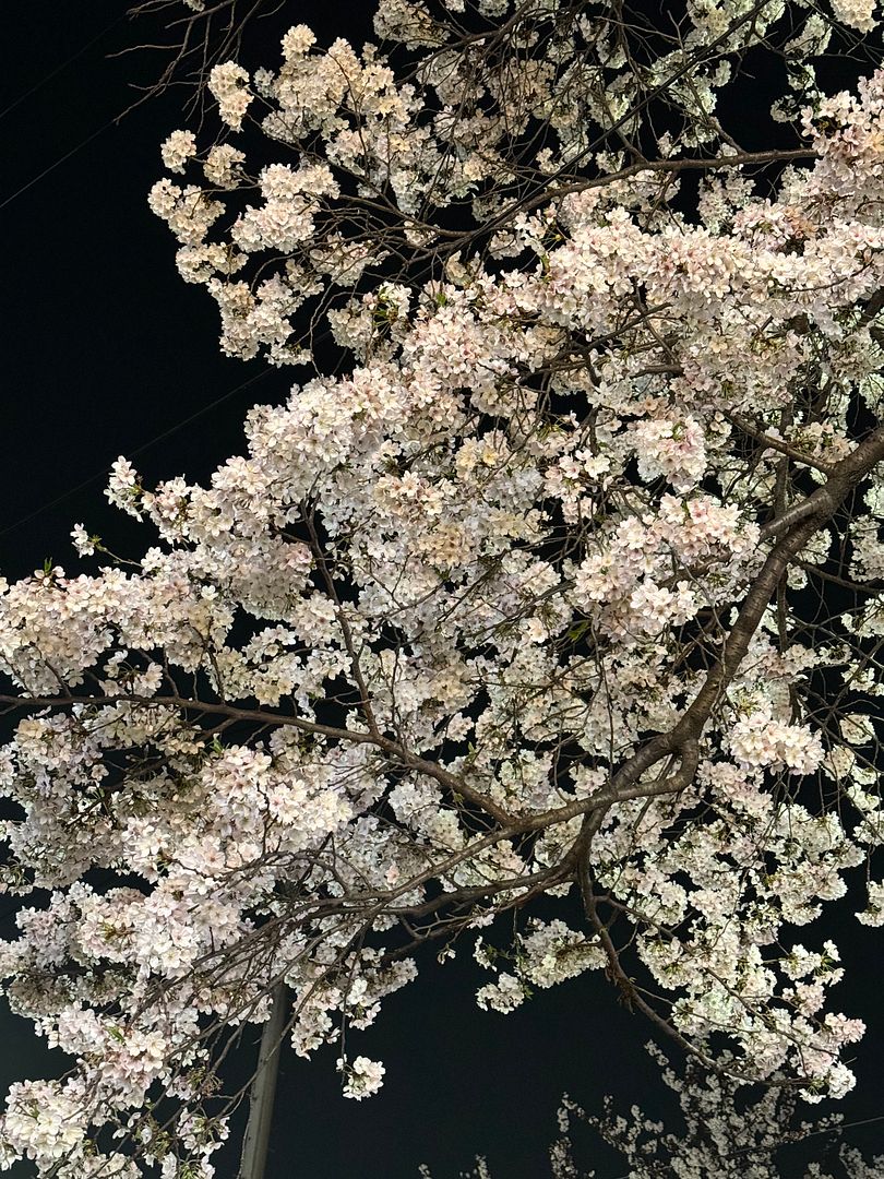 Sakura-040404