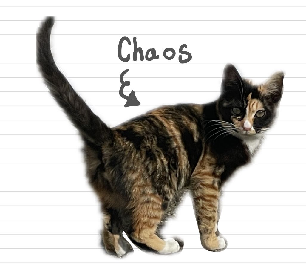 Cat_Chaos_2