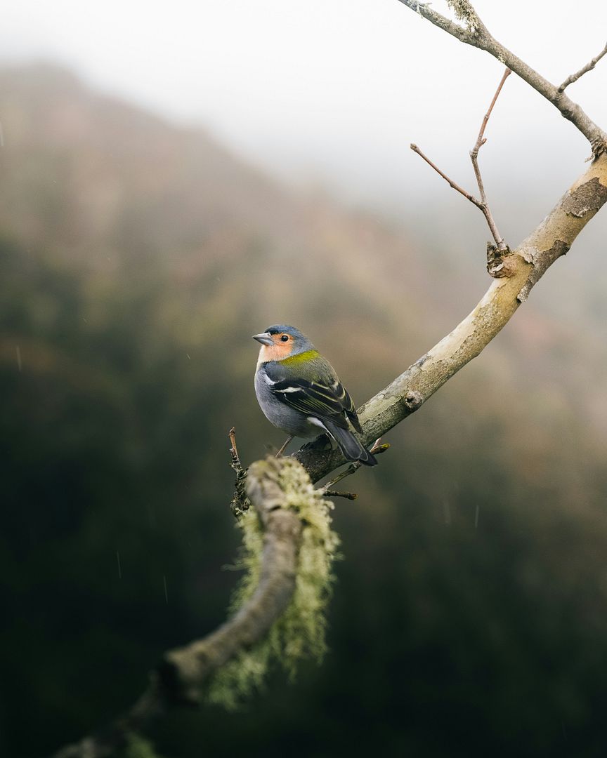 a bird sittting on a branch of a tree