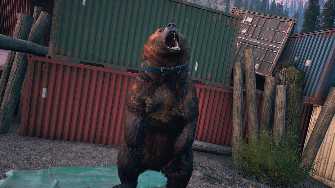 Bear