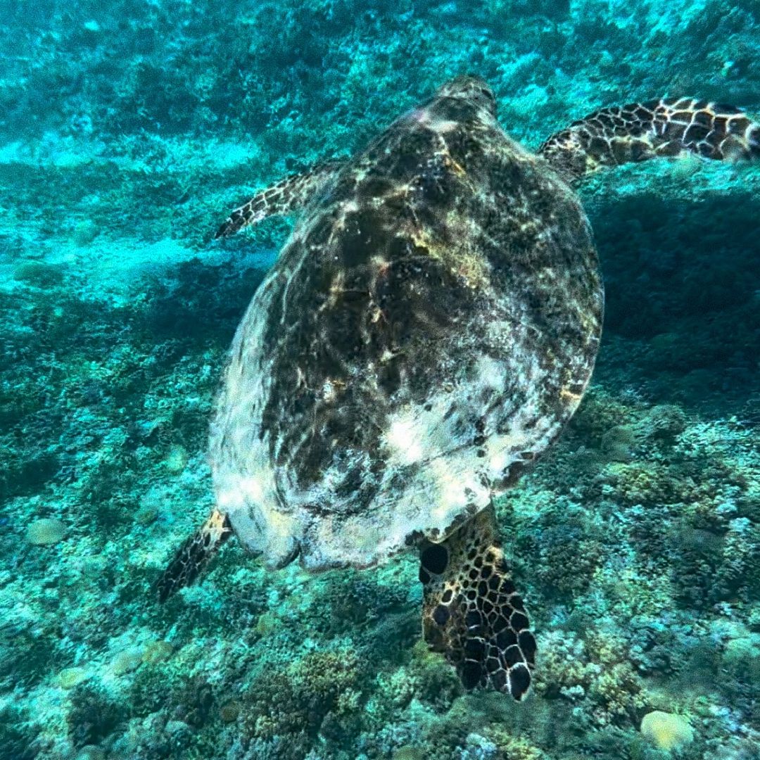 sea turtle in blue