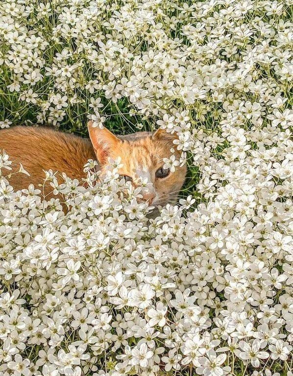 cat in flowers