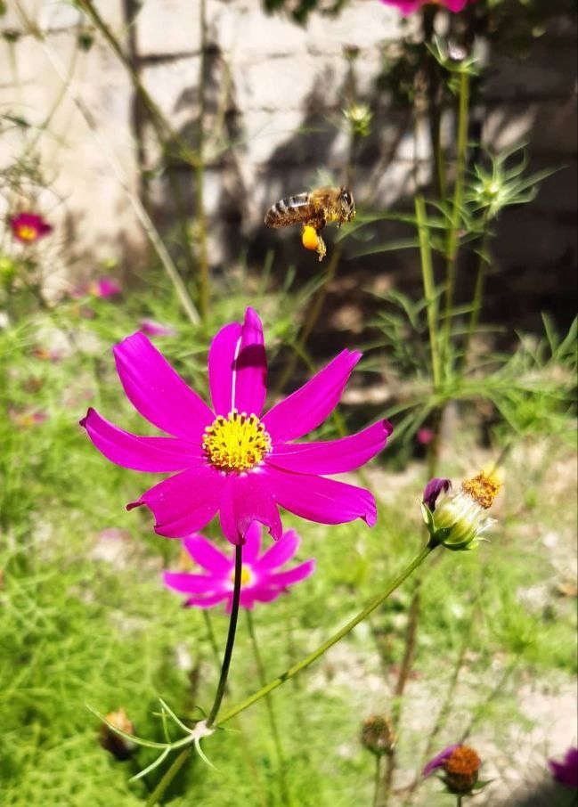 The bee and its flower