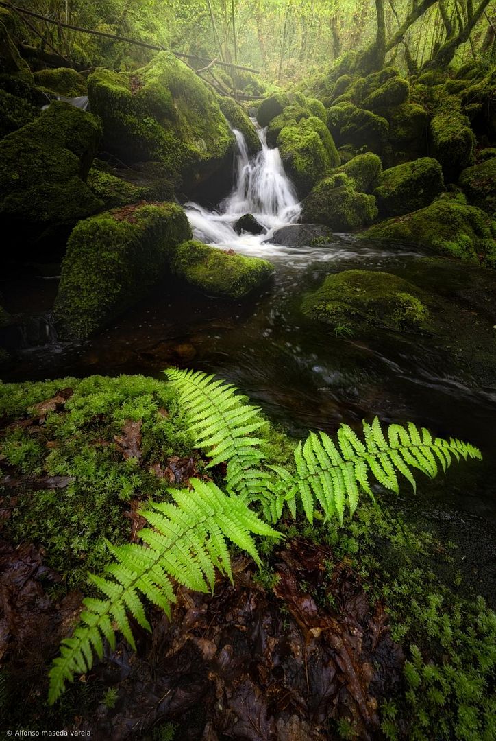 Ferns of life