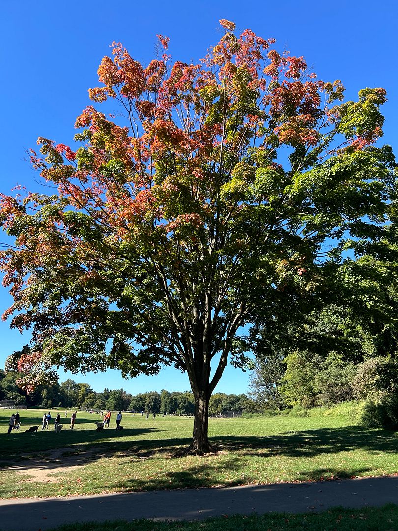 prospect park