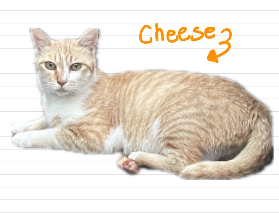 Cat_cheese_14