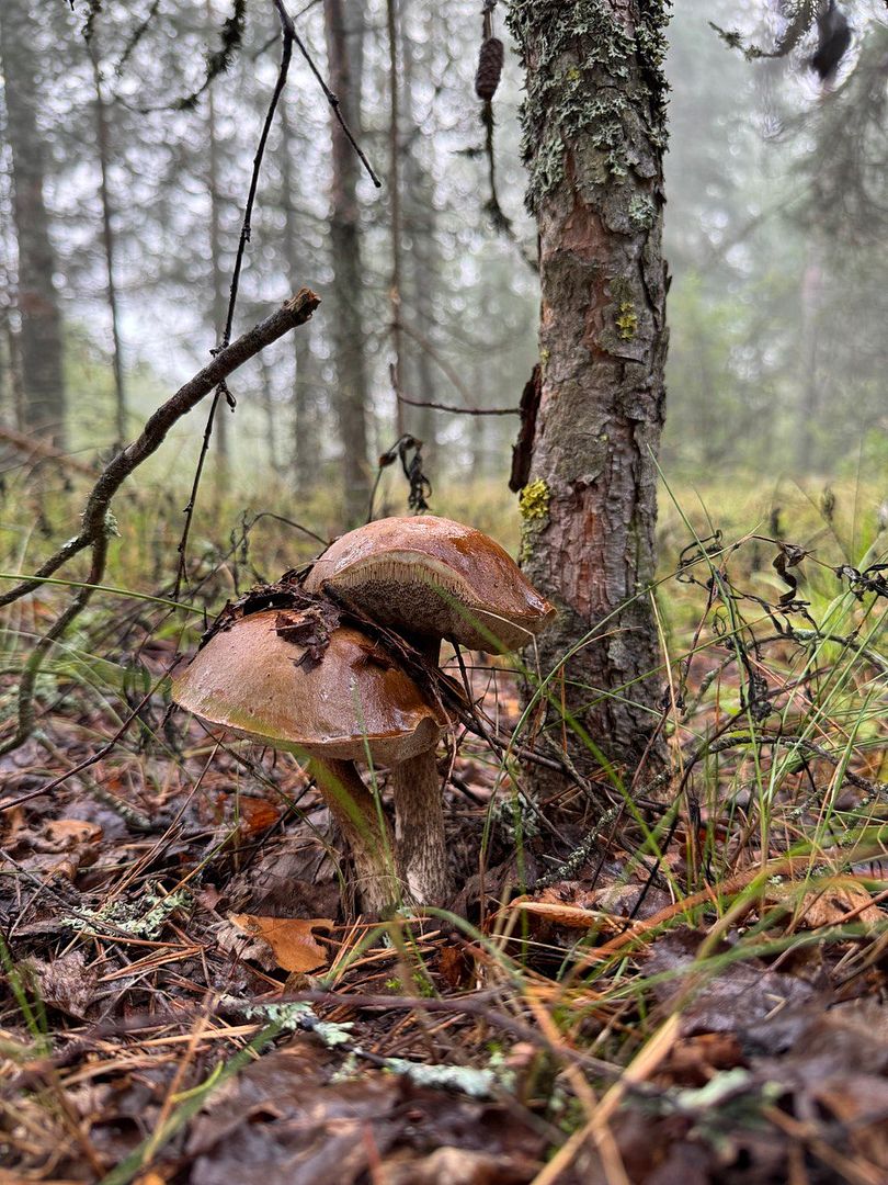 Yes, these are mushrooms