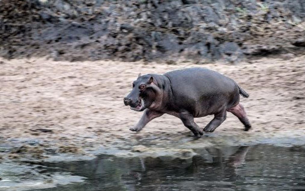 Hippo wild