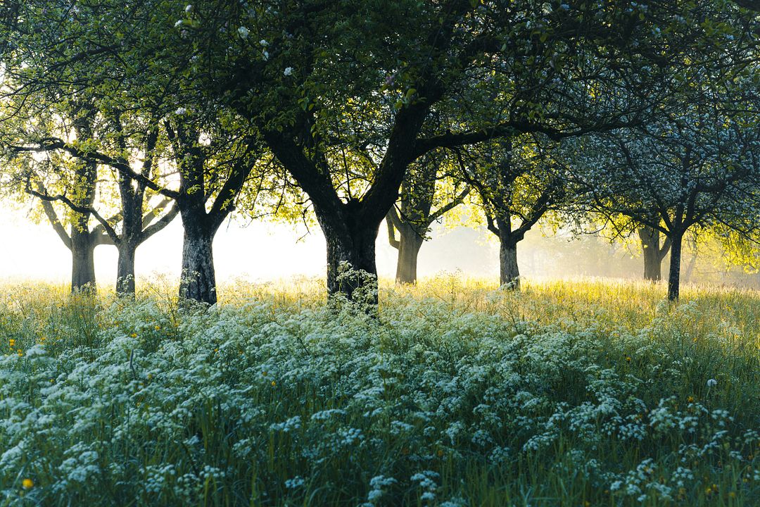 on a spring morning