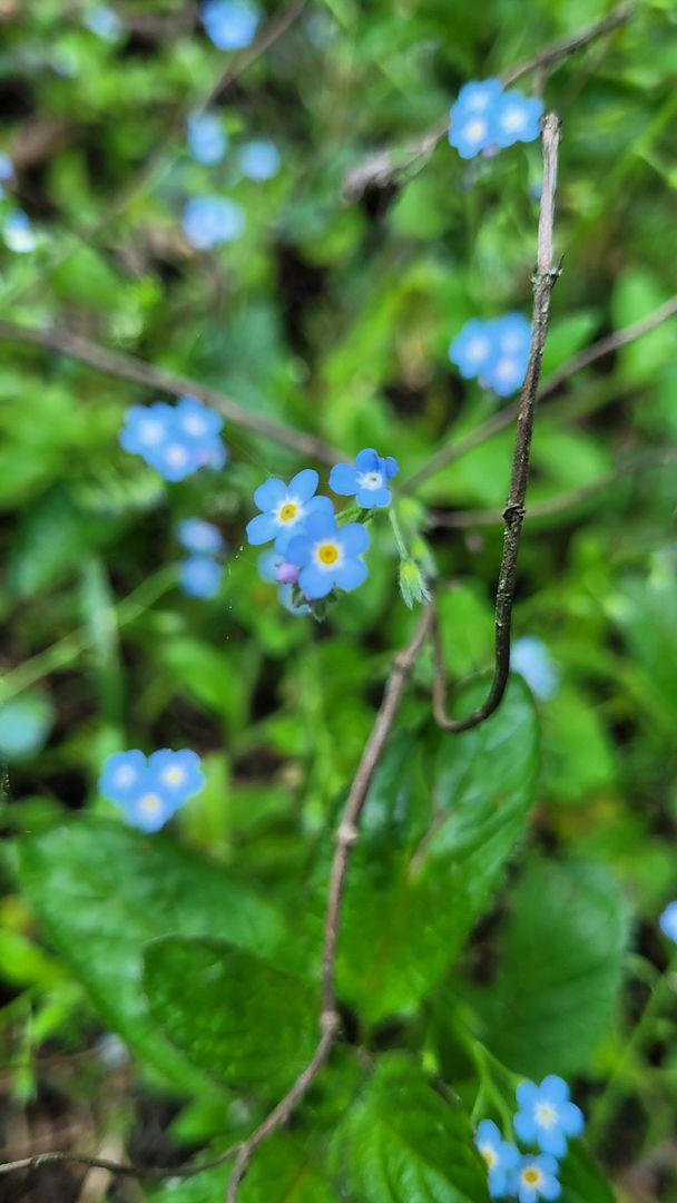 Hyrcan flower