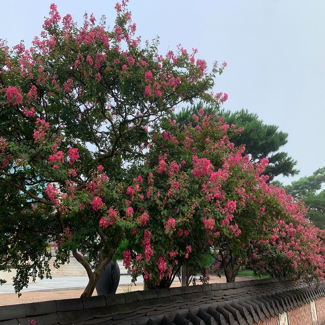 배롱나무 (Lagerstroemia indica)