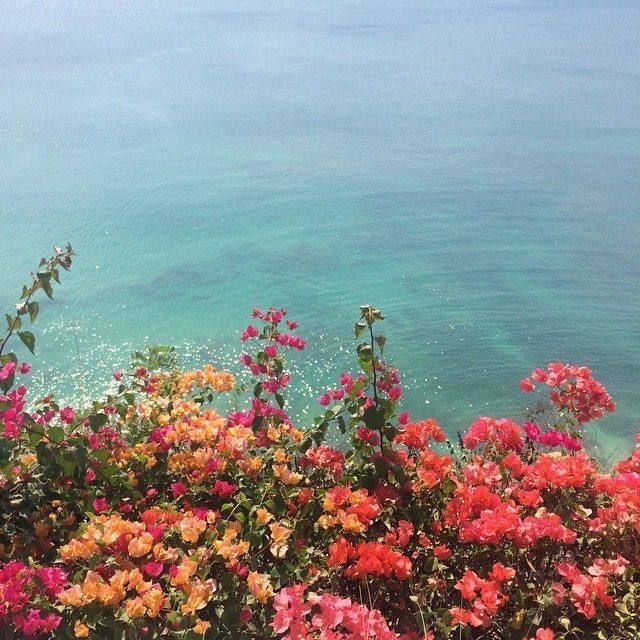 flowers against the background of the sea