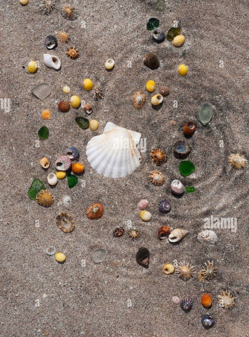 sea-shells-on-sand