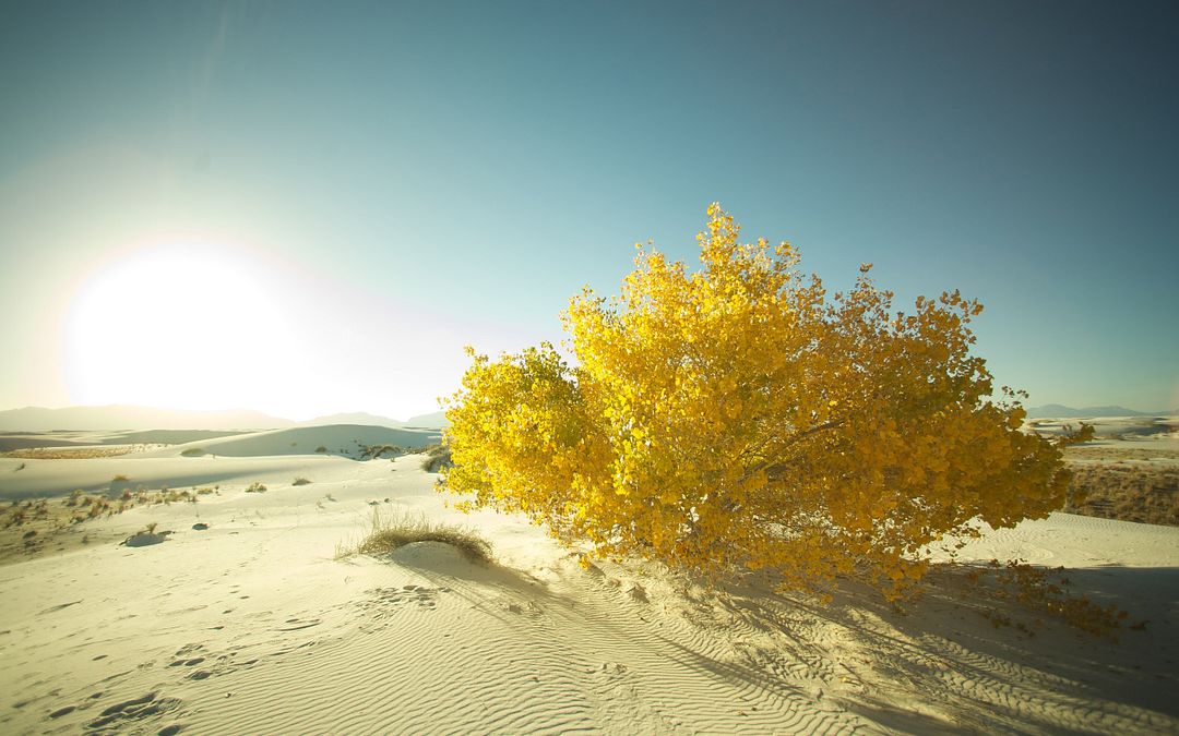 Beautiful Desert