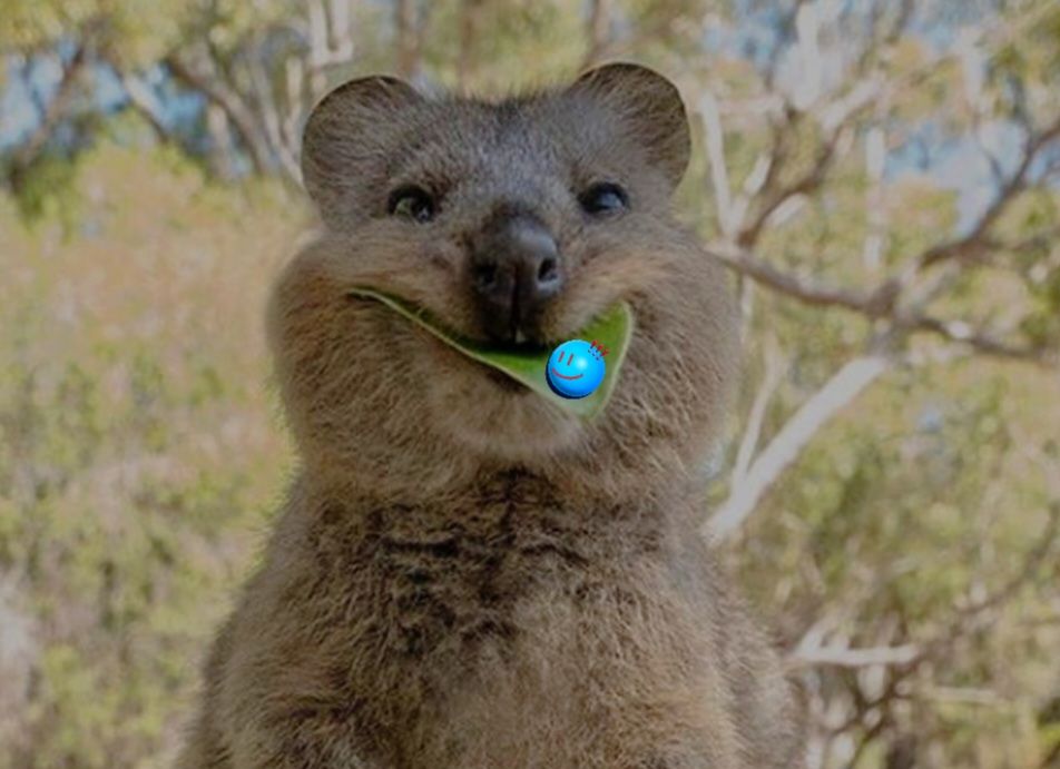 quokka3