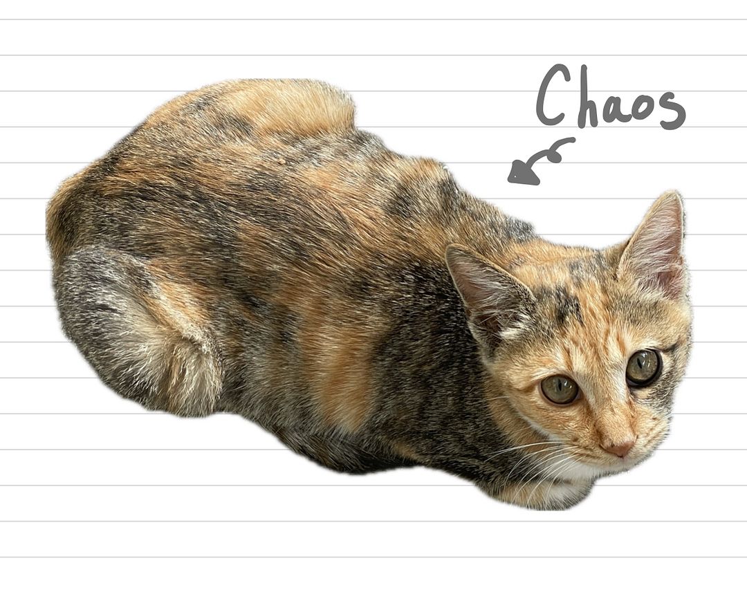 Cat_Chaos_31