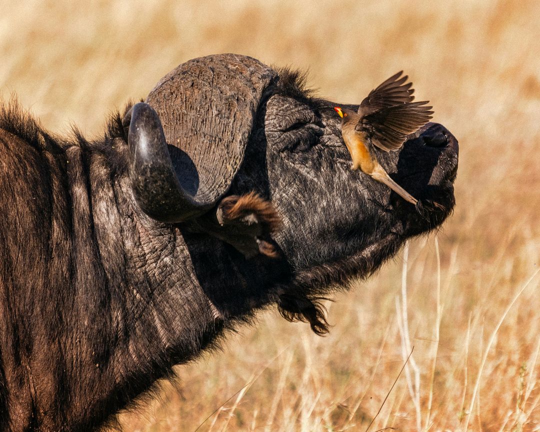 A red-billed oxpecker about to perch on the head of an african buffalo