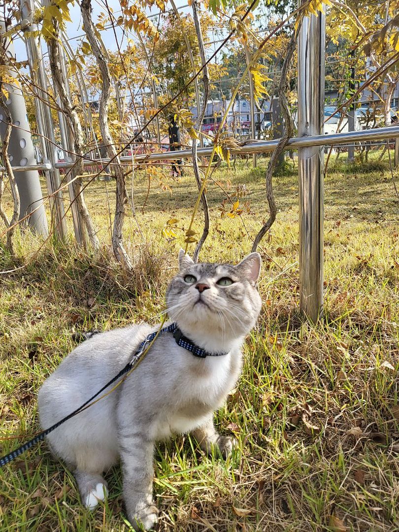 walking cat