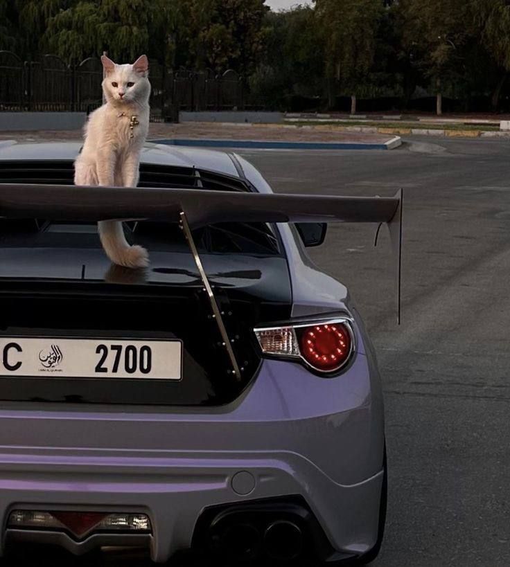 white cat in a car