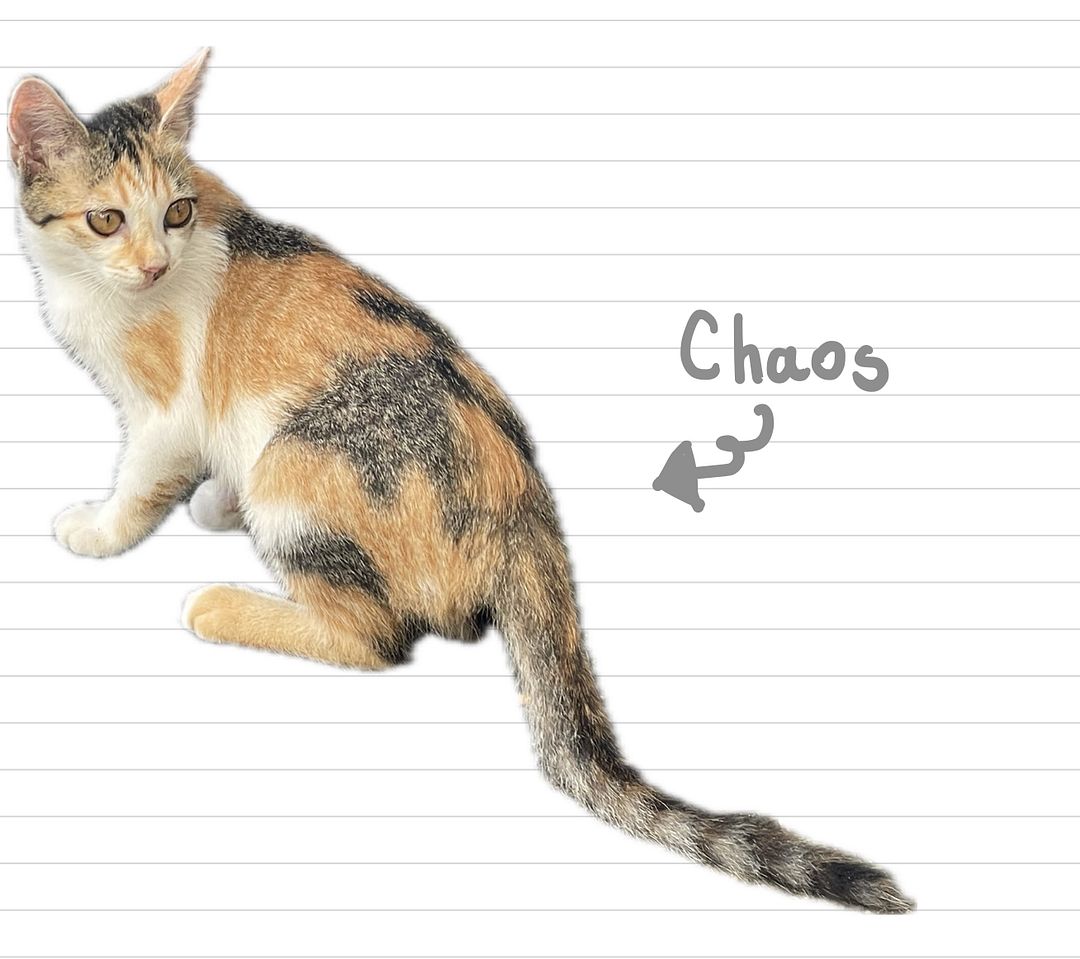 Cat_Chaos_18