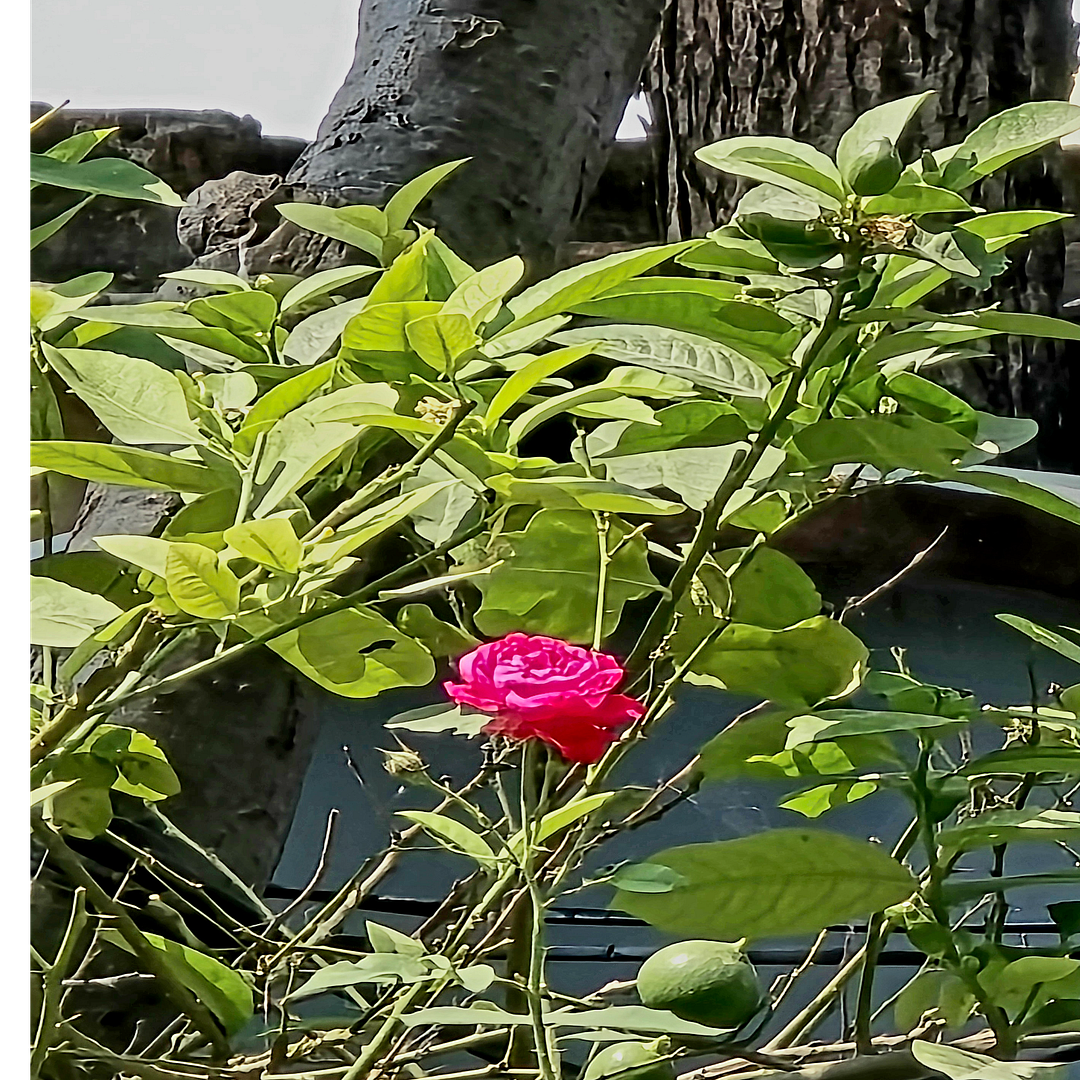 Nautural flowers