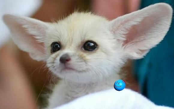 Fennec fox 2