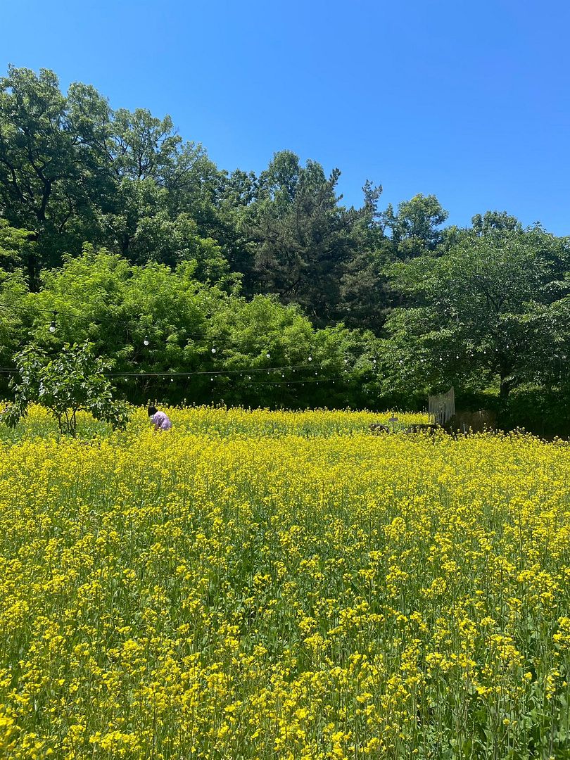 Jeju Island canola flower(Y2024 May)