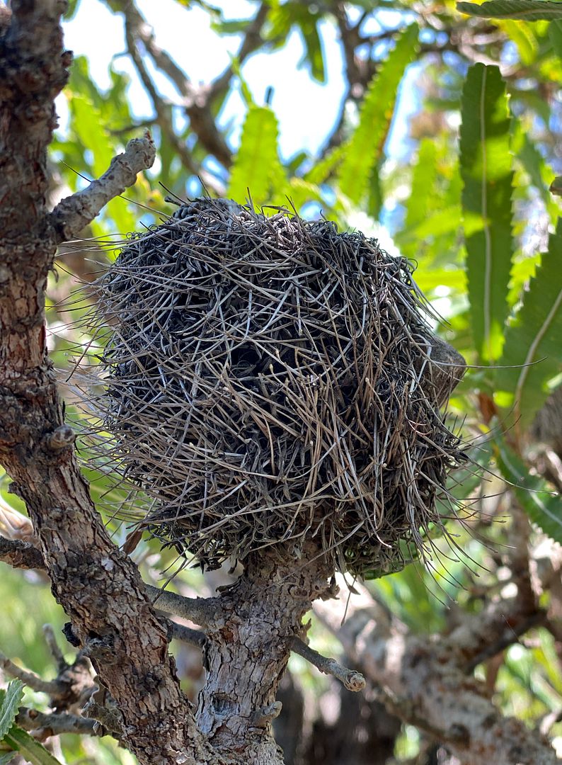 Banksia Nest