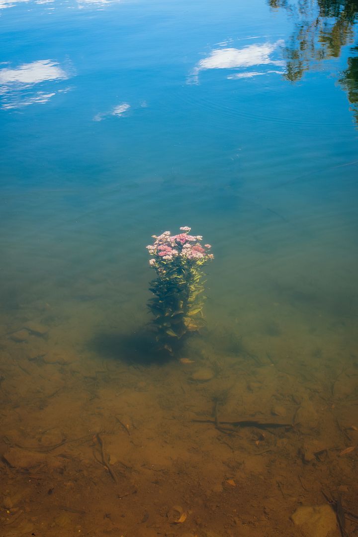 An Underwater Bouquet, 2024