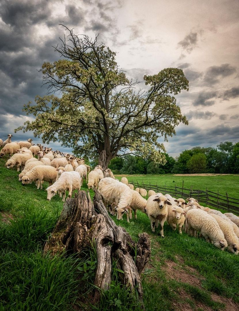 On pasture