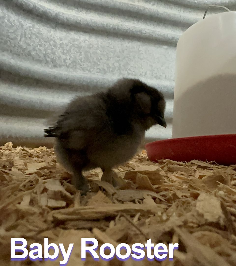 Baby Rooster