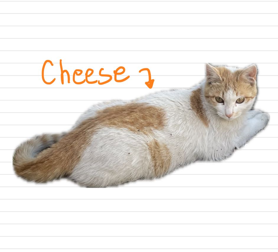 Cat_Cheese_12