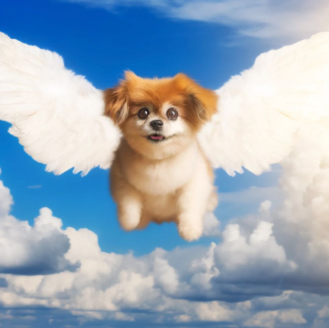 flying-dog-4