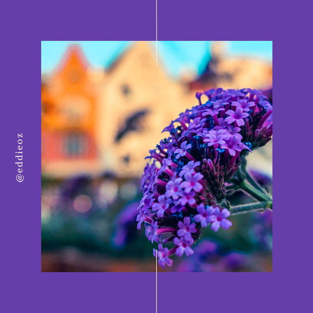 Blooming Flowers Amidst Tallinn’s Medieval Backdrop