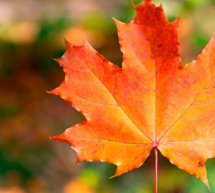 colors of autumn leaf