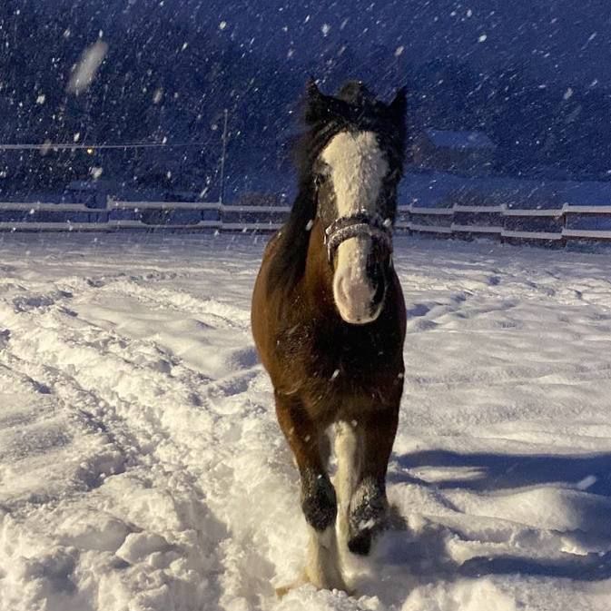 horse in the snow