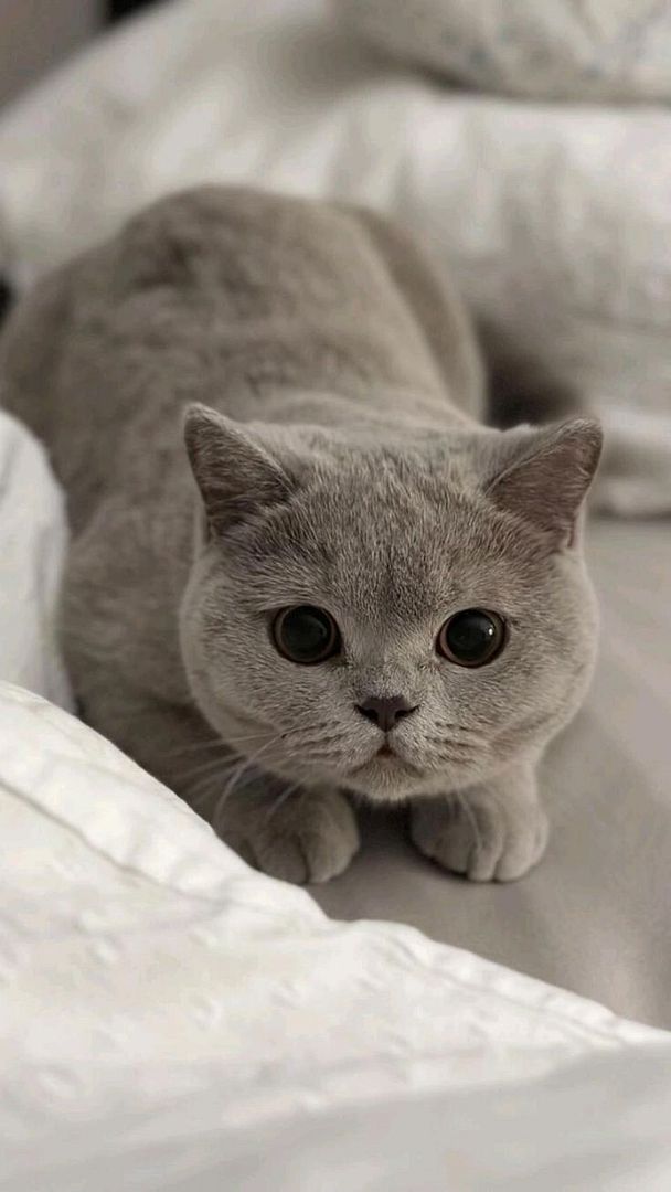 silver cat