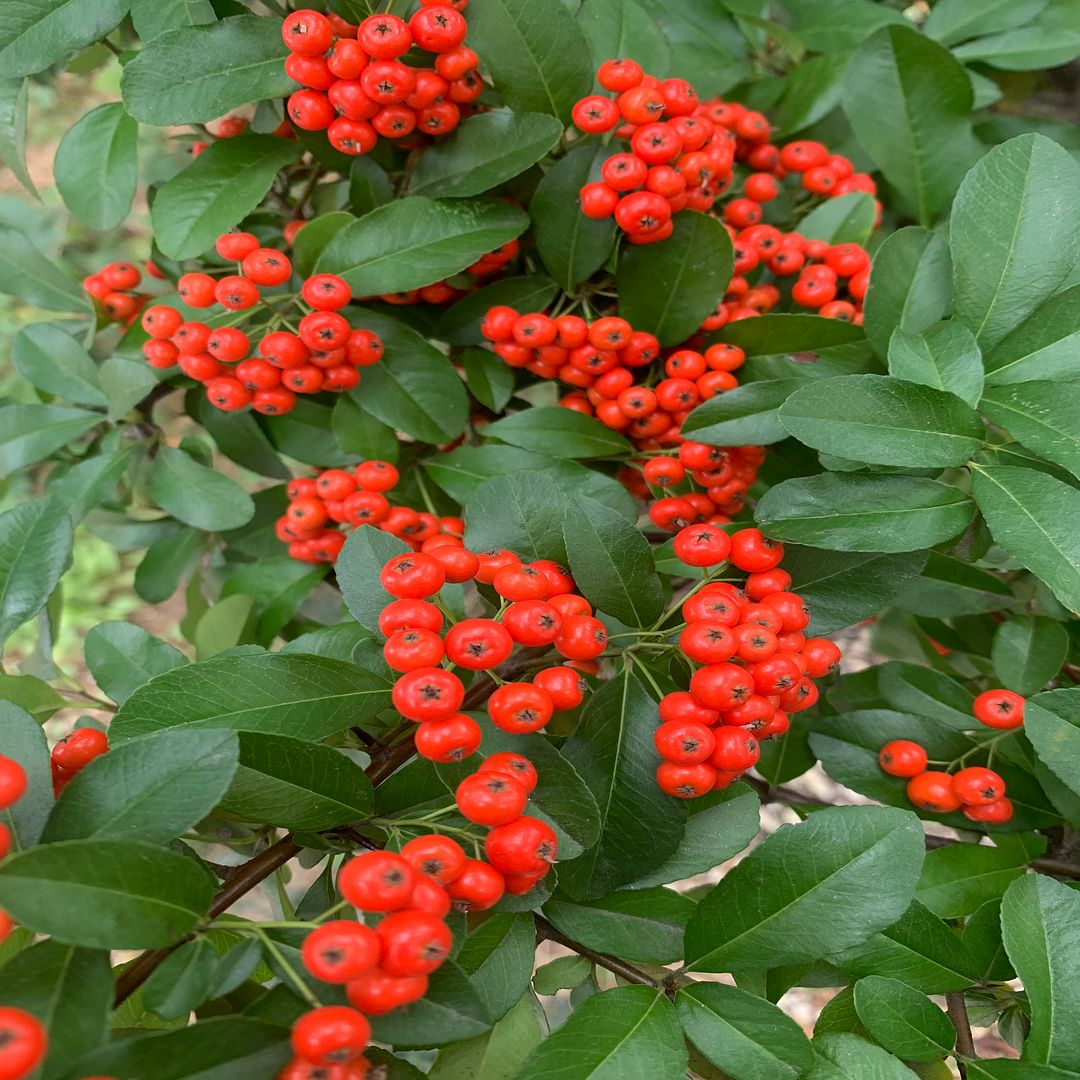 Pyracantha