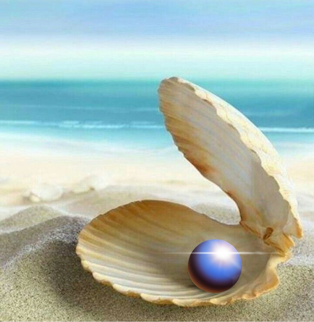 🐚