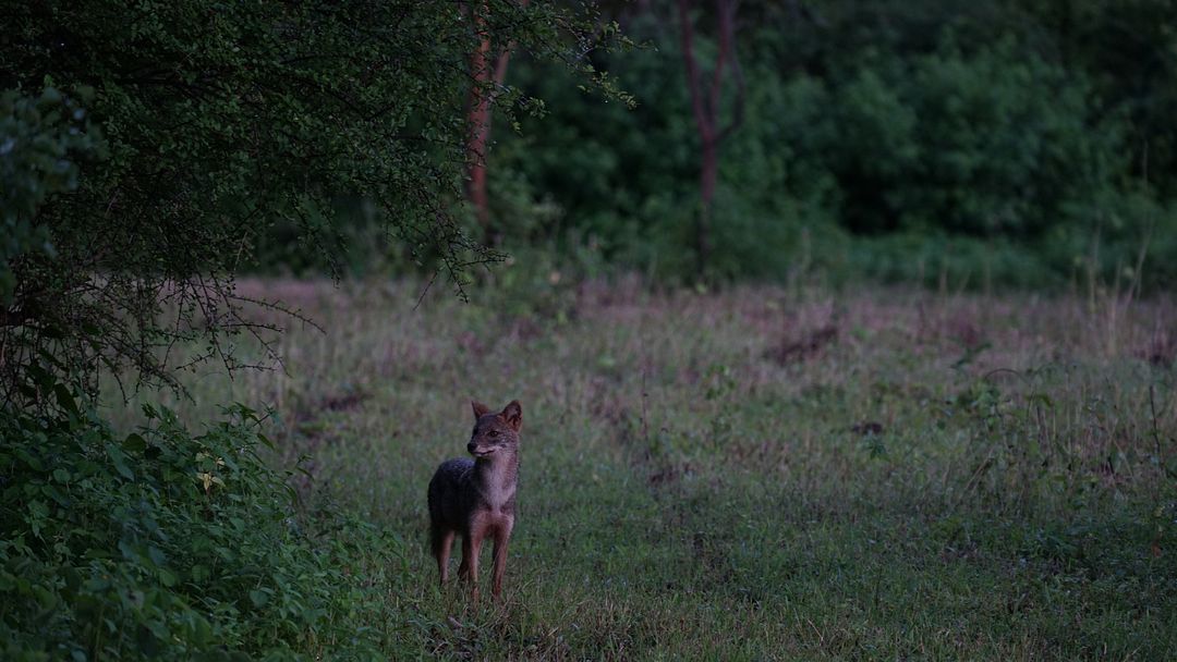 Coyote