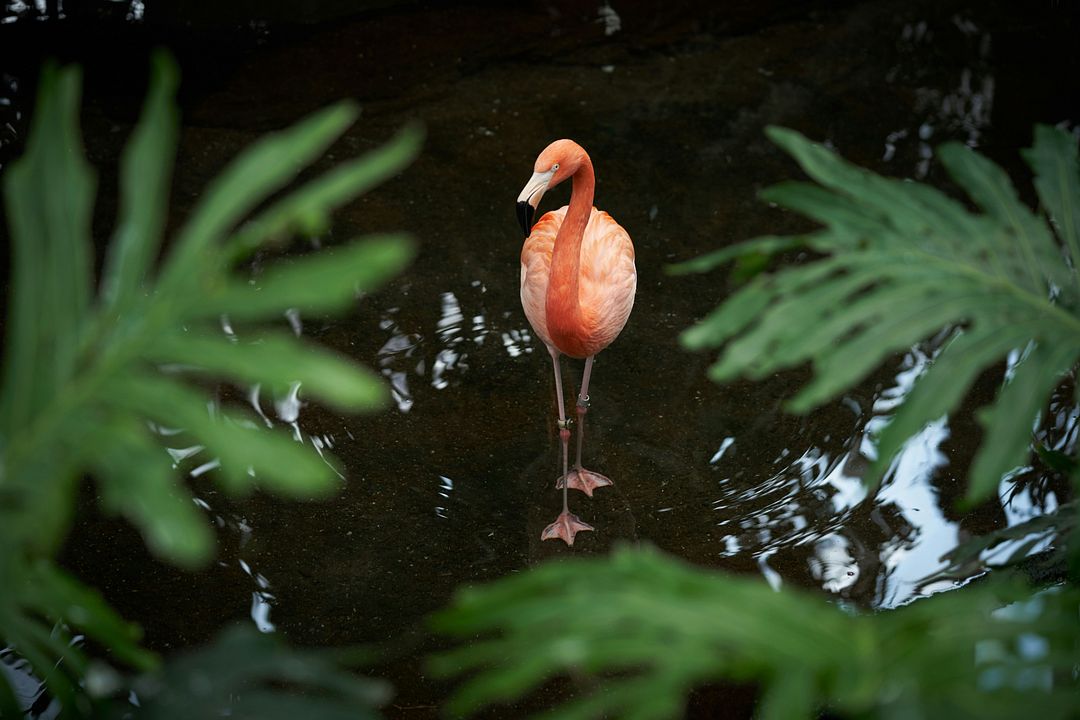 HD Flamingo