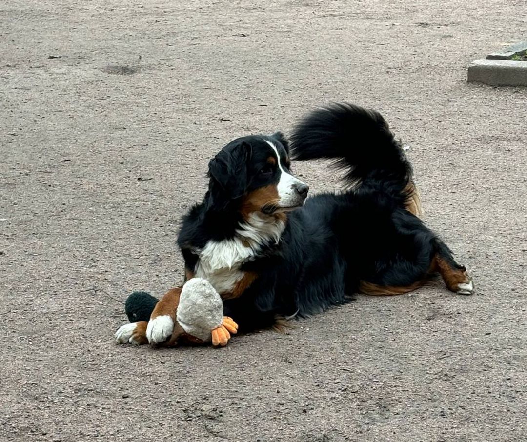 Doggy with toy