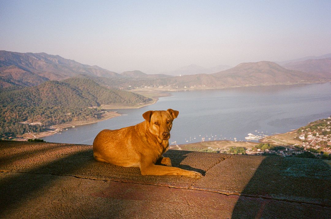 Stray dog in Monte Alto, Valle de Bravo