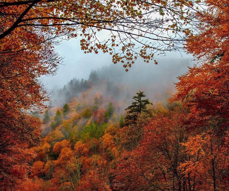 autumn forest