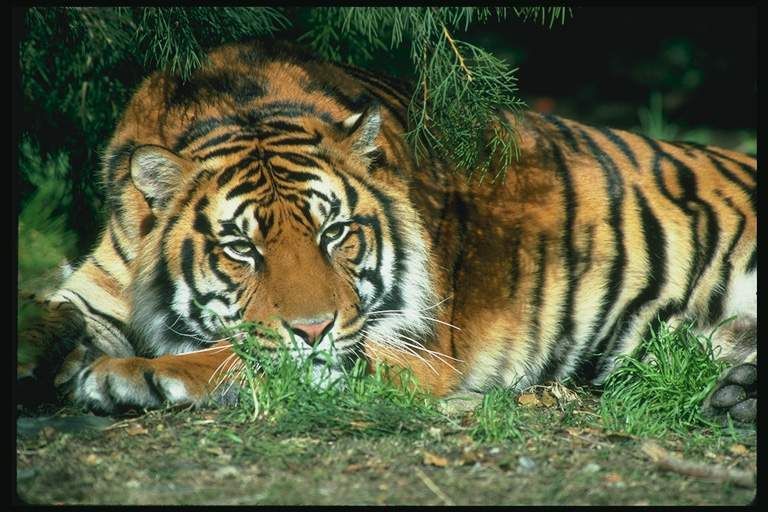 Animals for relaxation: Tiger