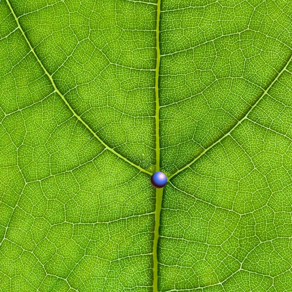 life in a leaf