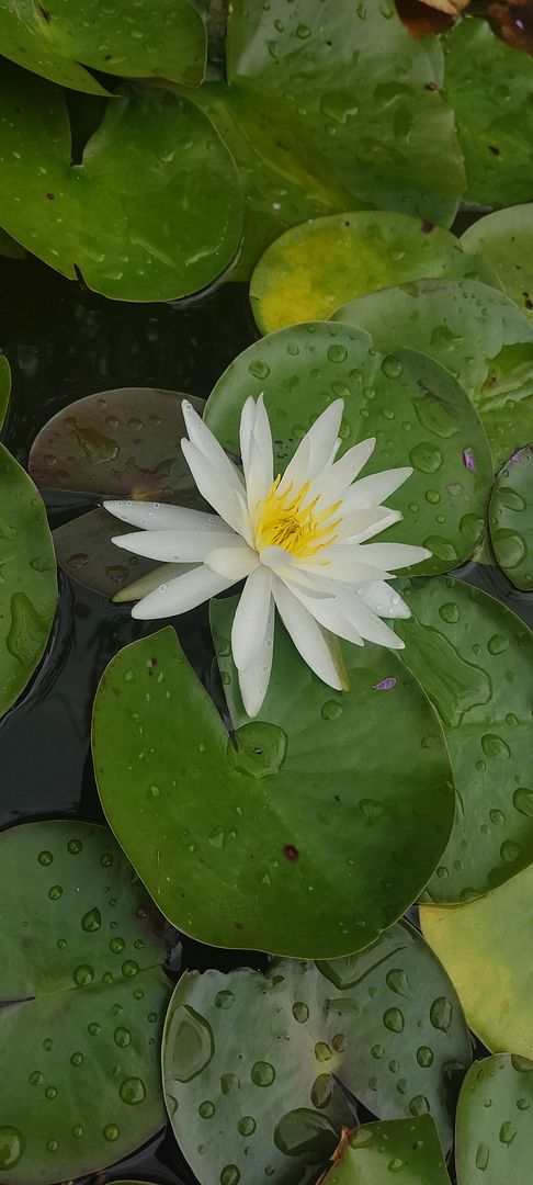 Nimphaea marliacea