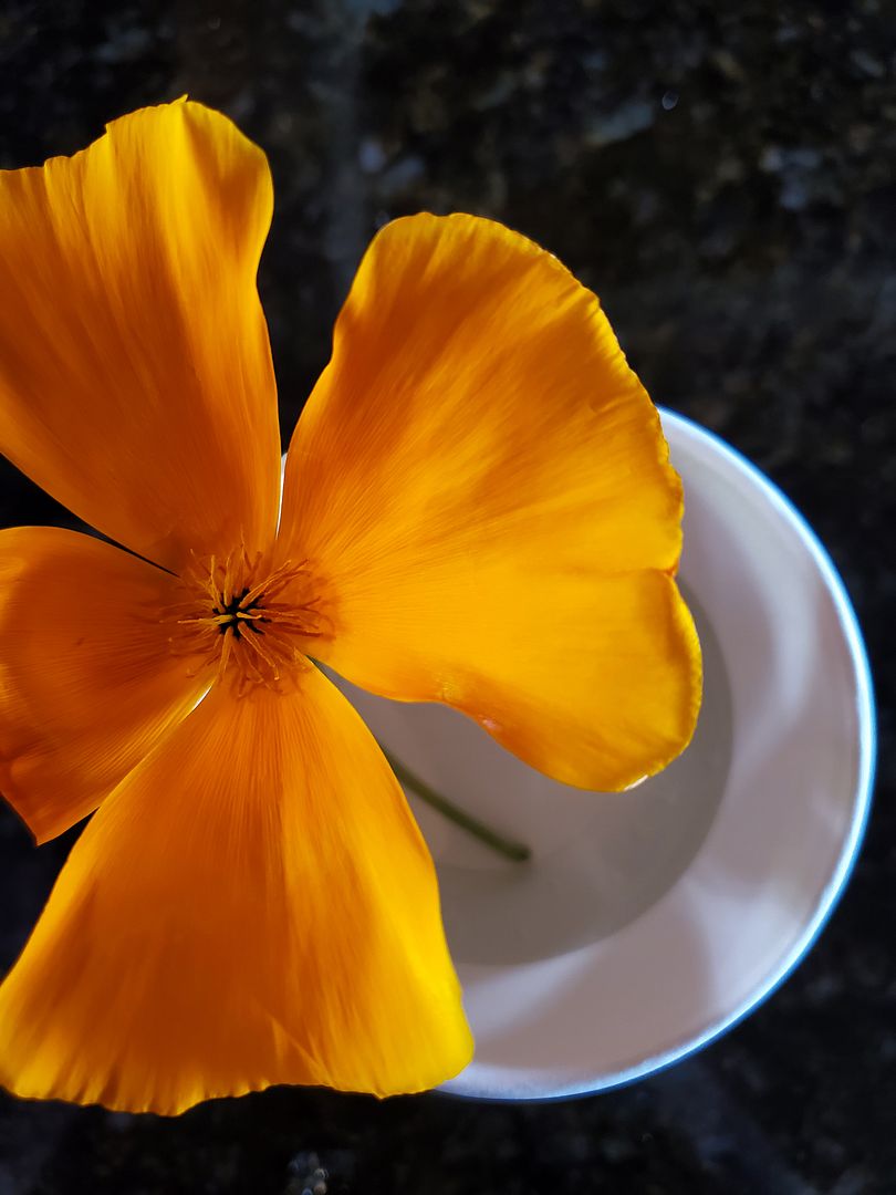 Flower in Cup